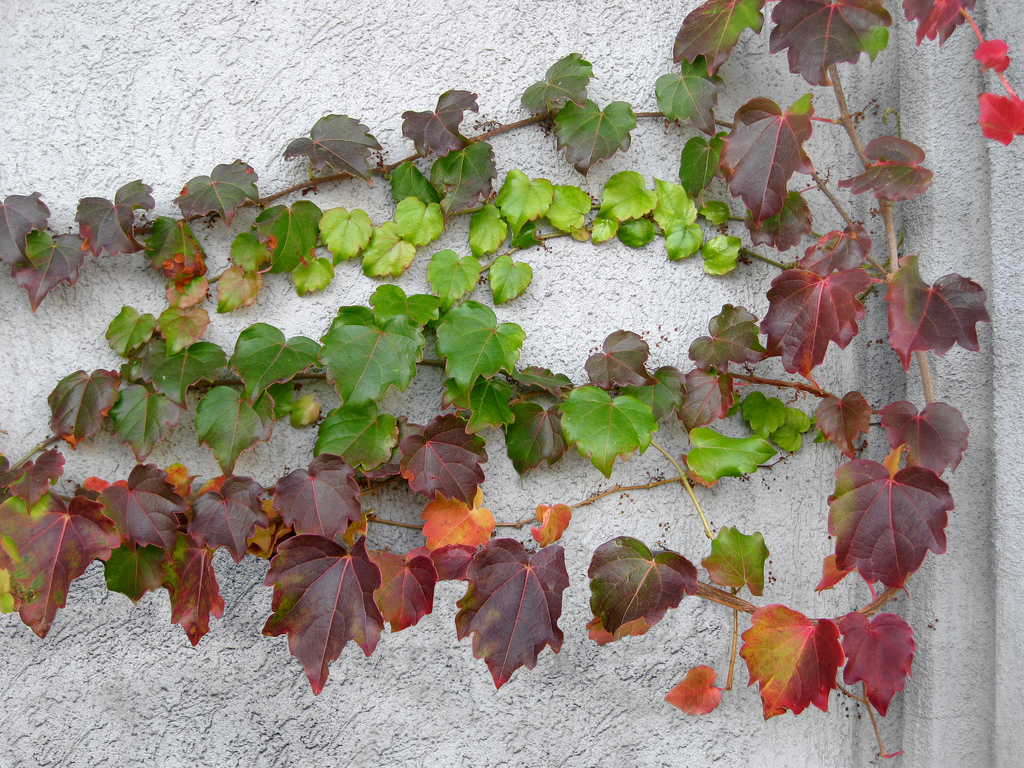 Boston Ivy