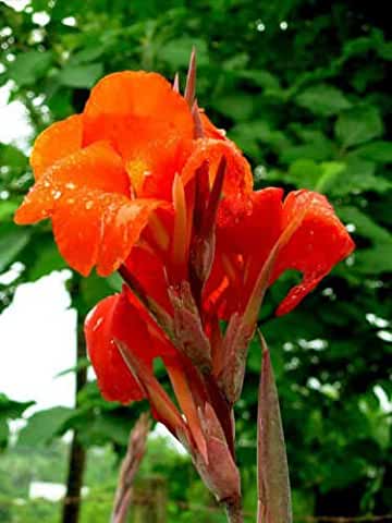 Canna Lily flower