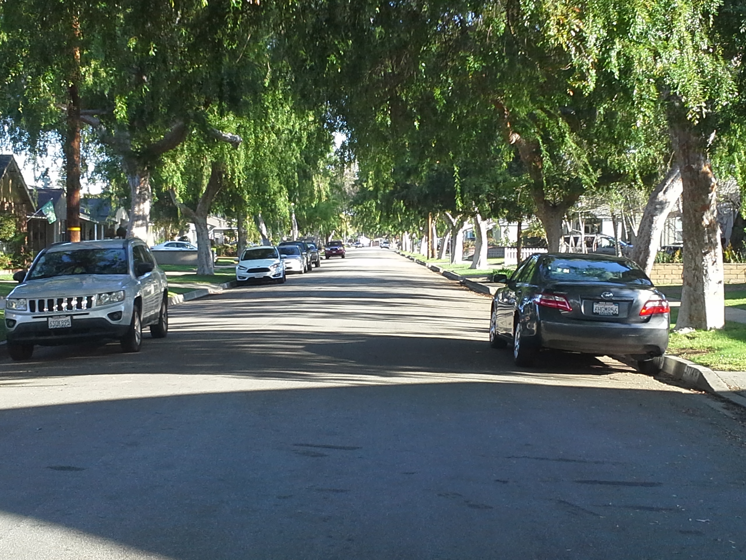 Canopy of trees