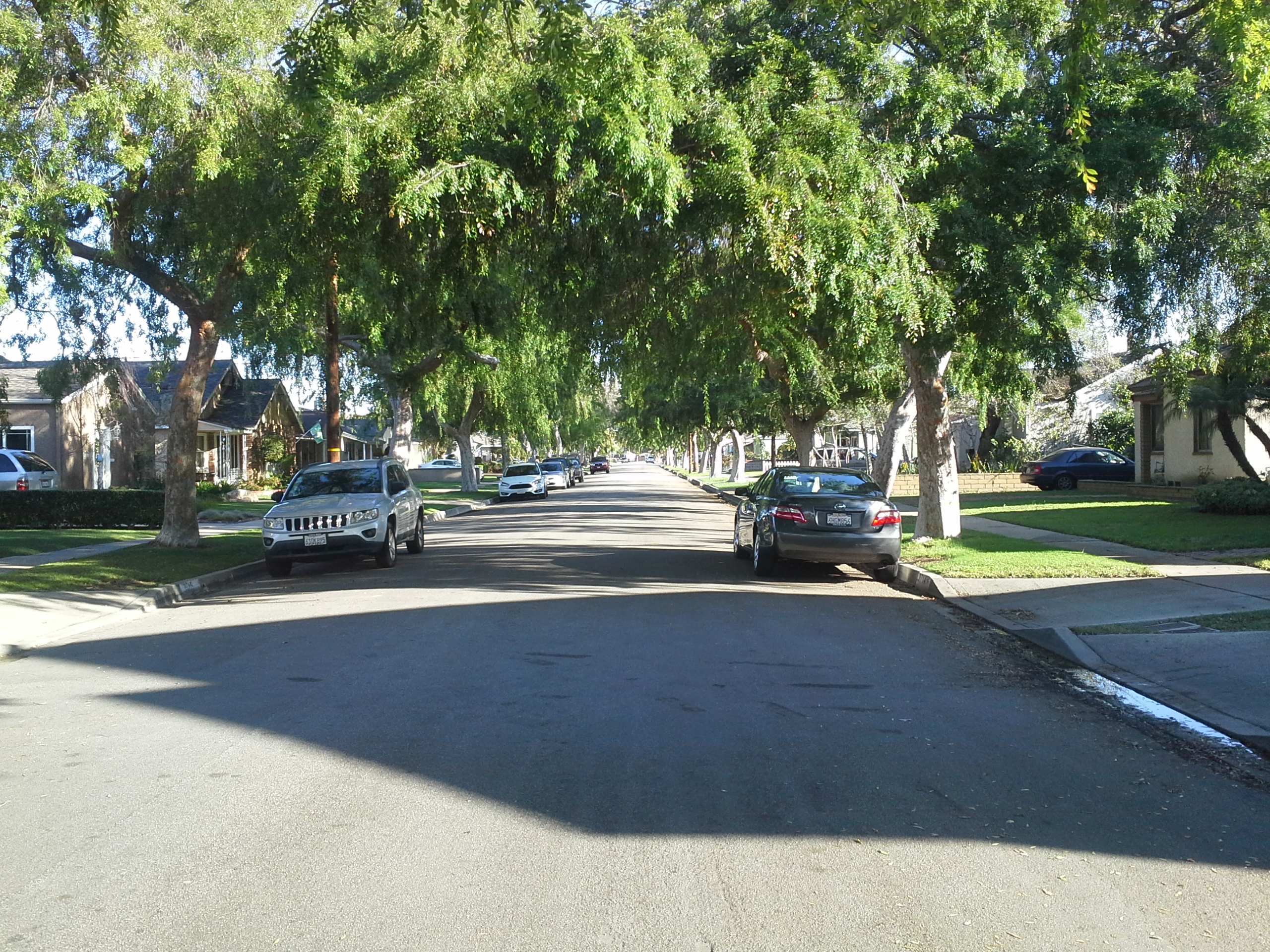 Tree lined street