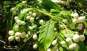 Jasimine berries