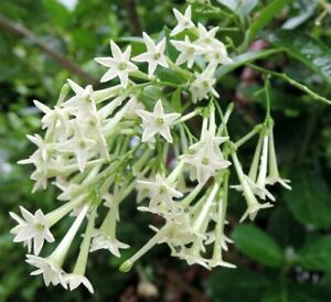 Night Blooming Jasime flowers