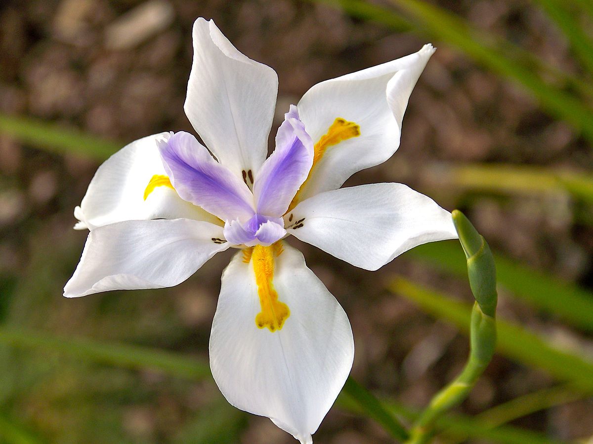 Wild Iris