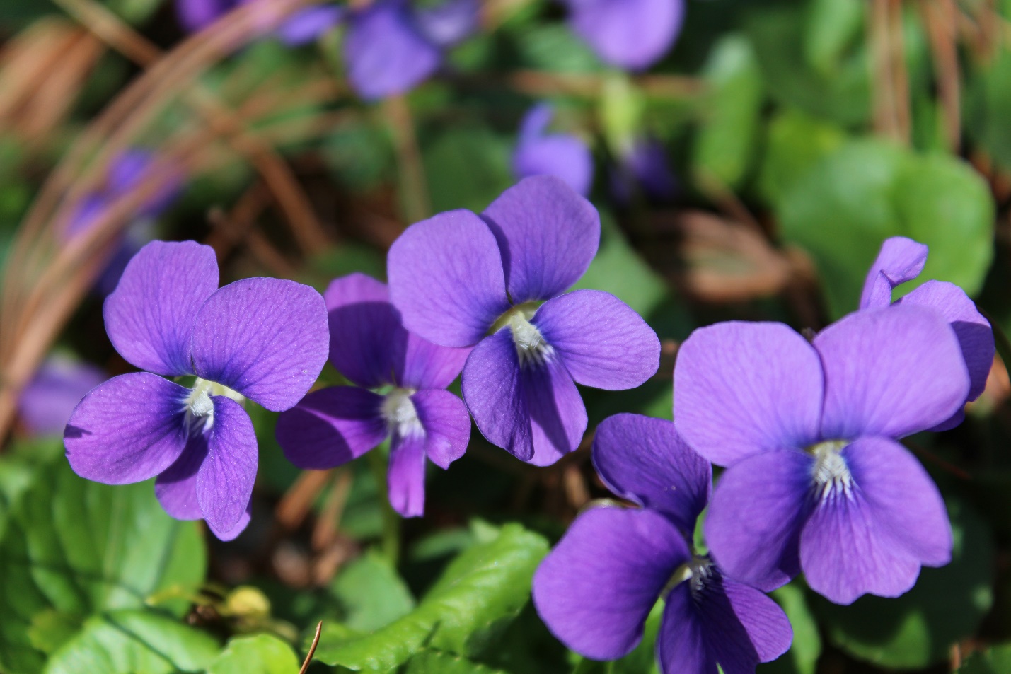 Violets